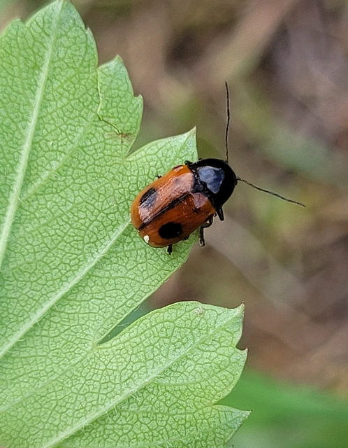 Cryptocephalus bipunctatus - kétpettyes zömökbogár