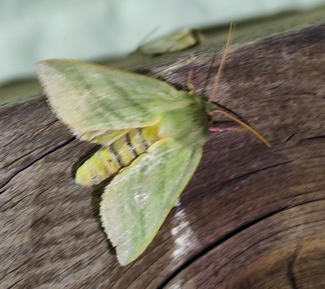 Pseudoips prasinana - bükkfa-zöldbagoly