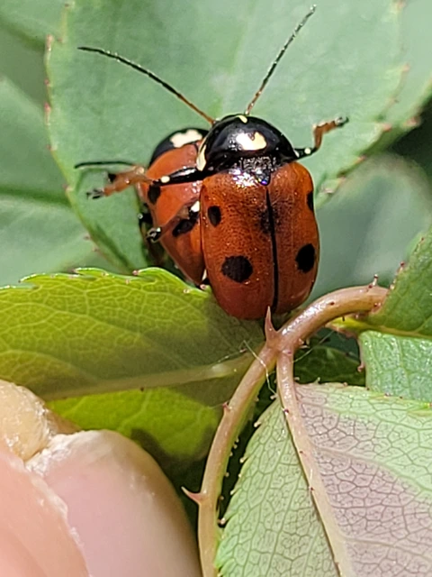 Cryptocephalus cordiger - szíves zömökbogár