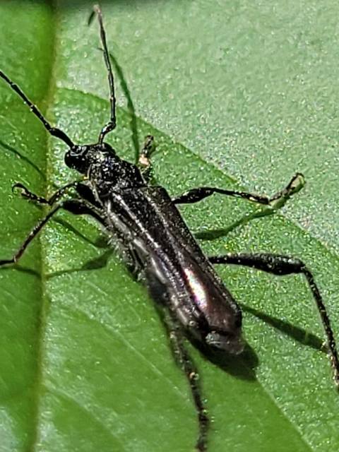 Callimoxys gracilis - frakkos cincér