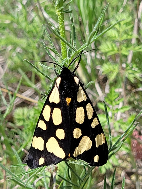 Arctia villica - fekete medvelepke