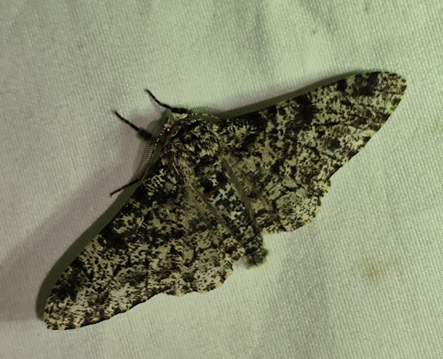 Biston betularia - szürkepettyes araszoló