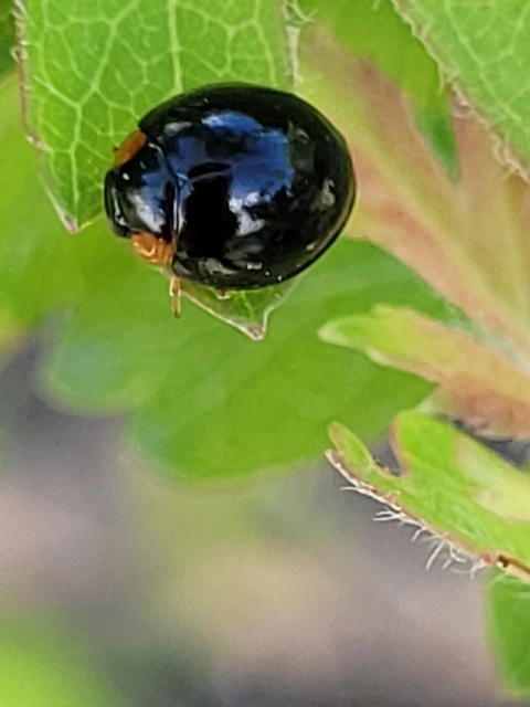Parexochomus nigromaculatus - egyszínű szerecsenkata