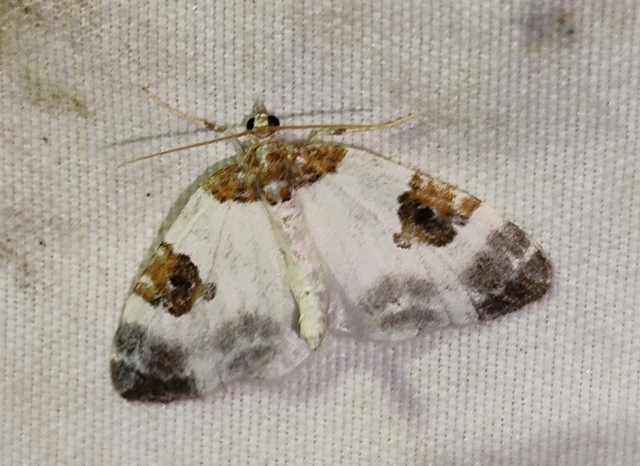 Plemyria rubiginata - barnafoltos fehéraraszoló
