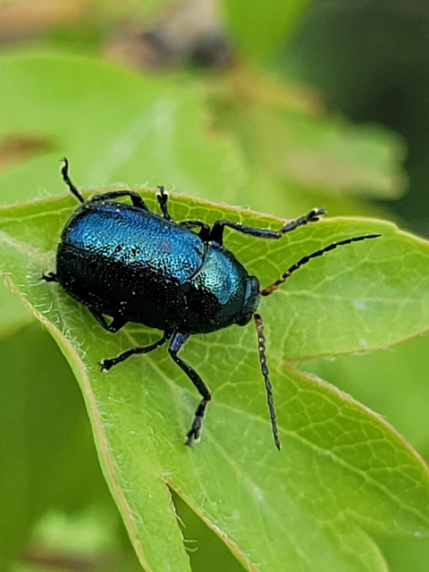 Cryptocephalus schaefferi - lapátlábú zömökbogár Cryptocephalus schaefferi - lapátlábú zömökbogár