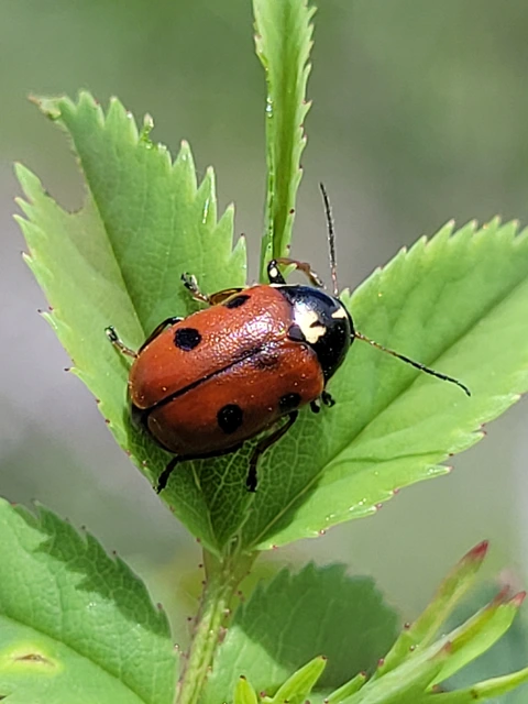 Cryptocephalus cordiger - szíves zömökbogár