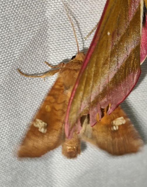 Amphipoea