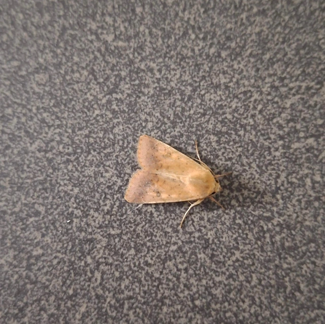 Helicoverpa armigera - kukorica-veteménybagoly