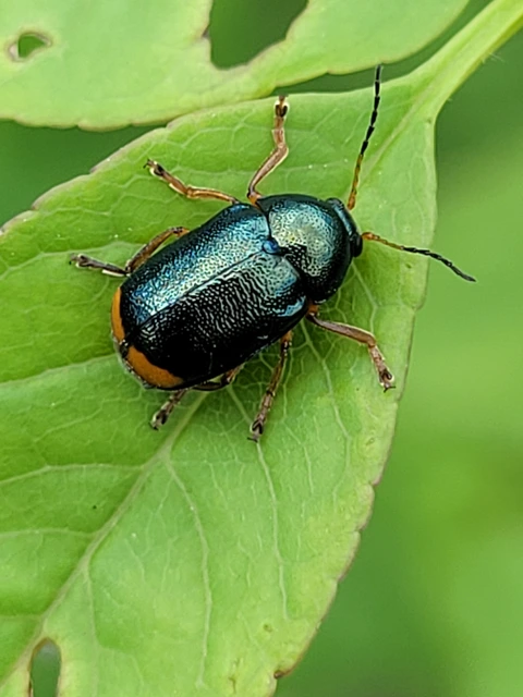 Cryptocephalus schaefferi - lapátlábú zömökbogár Cryptocephalus schaefferi - lapátlábú zömökbogár