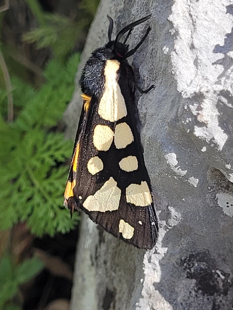Arctia villica - fekete medvelepke