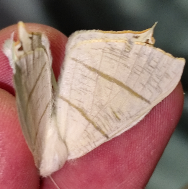 Ourapteryx sambucaria - fecskefarkú araszoló