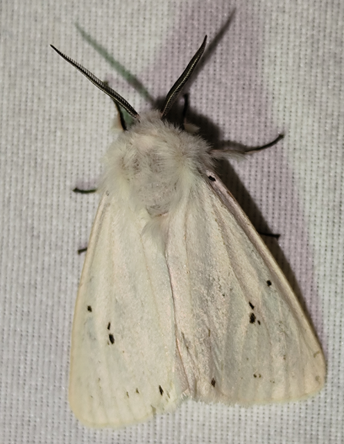 Spilosoma lubricipedum - tejszínű medvelepke