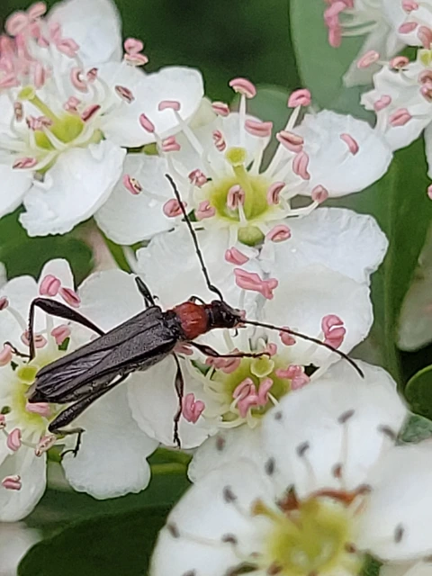 Callimoxys gracilis - frakkos cincér