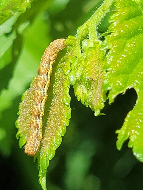 Erannis defoliaria - nagy téliaraszoló