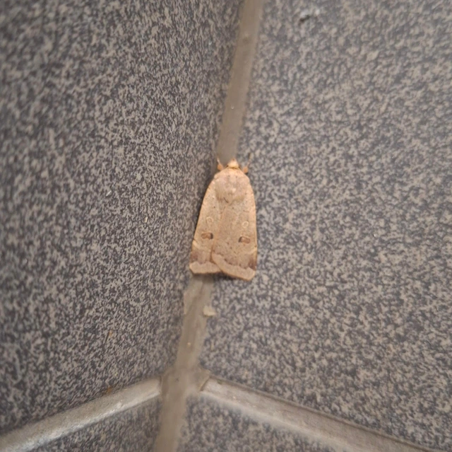 Noctua comes - kis sárgafűbagoly