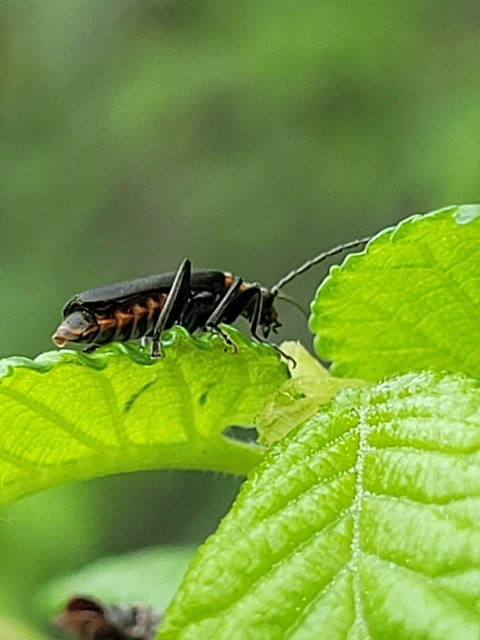 Cantharis