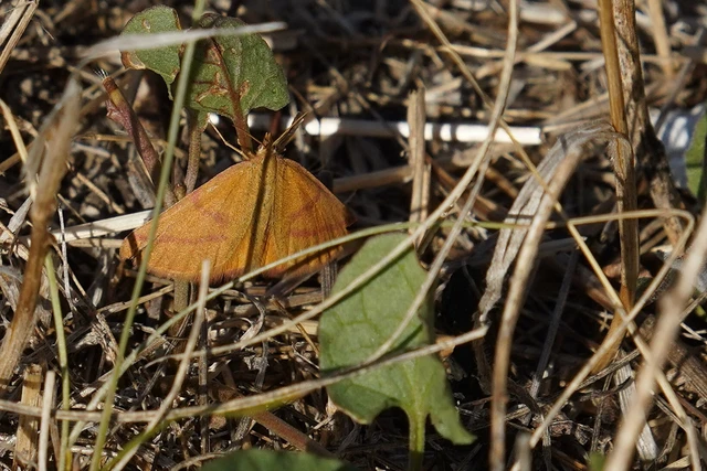 Lythria purpuraria - bíborsávos araszoló