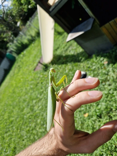 Hierodula tenuidentata - óriás ázsiai imádkozósáska