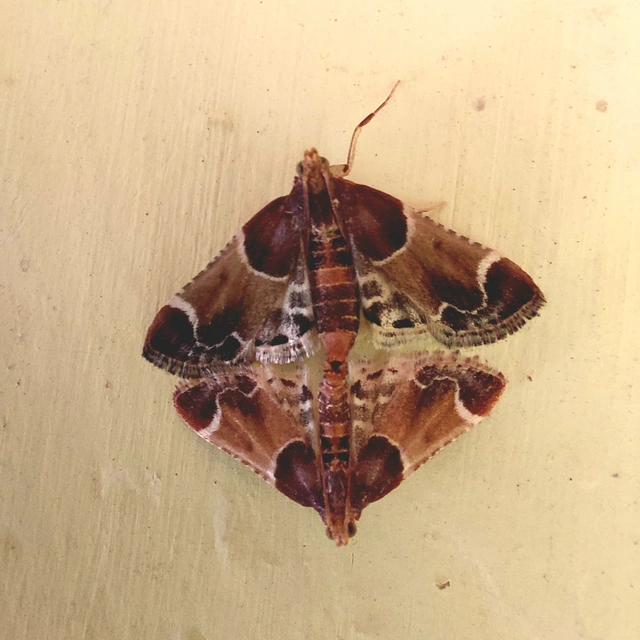Pyralis farinalis - lisztilonca