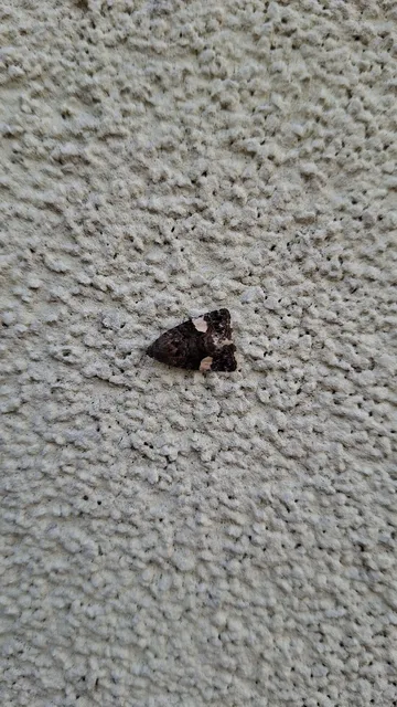 Tyta luctuosa - fekete nappalibagoly
