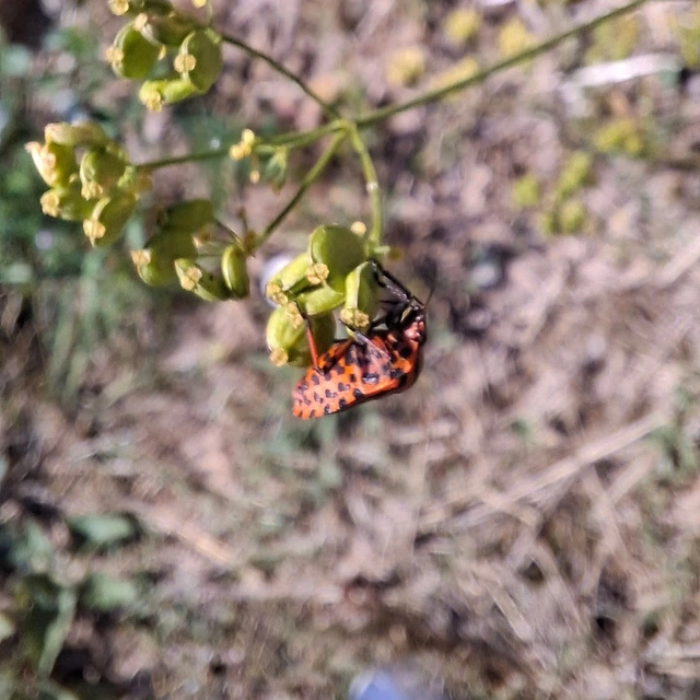 Graphosoma italicum - csíkos pajzsospoloska