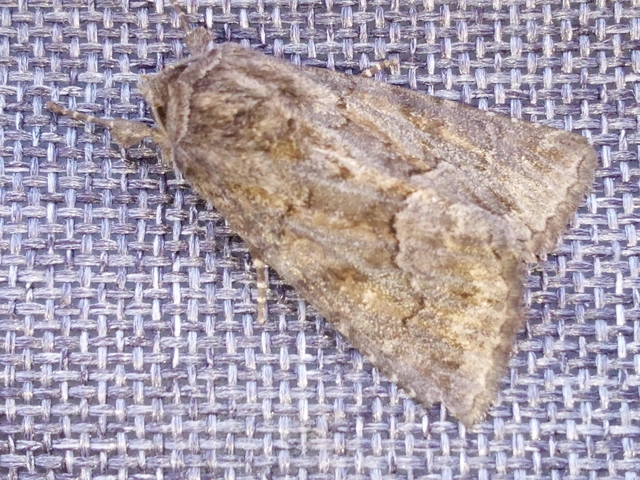 Thalpophila matura - fakó erdeibagoly