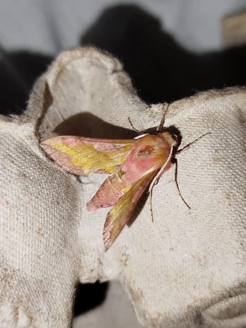 Deilephila porcellus - piros szender