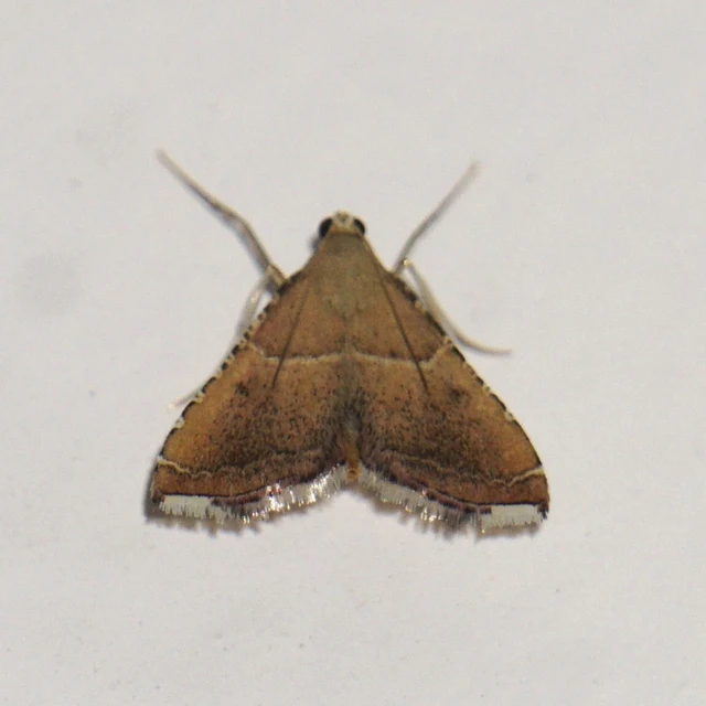 Endotricha flammealis - tüzesszárnyú fényilonca