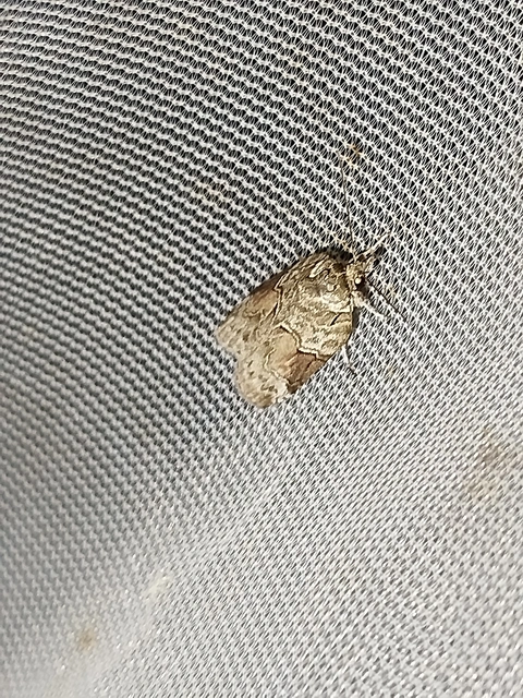 Nycteola siculana - fűz-trapézbagoly
