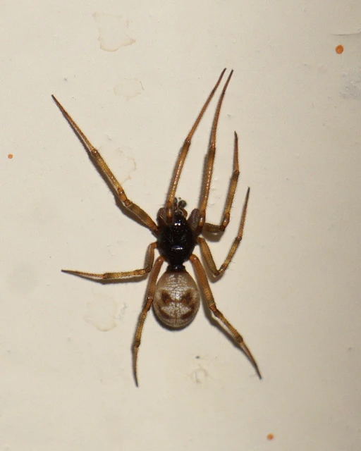 Steatoda triangulosa - háromszöges faggyúpók