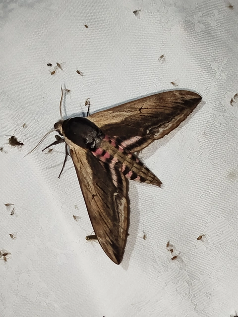 Sphinx ligustri - fagyalszender