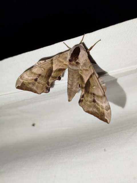 Smerinthus ocellatus - esti pávaszem