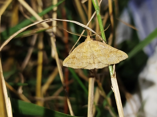 Polypogon gryphalis - láperdei karcsúbagoly