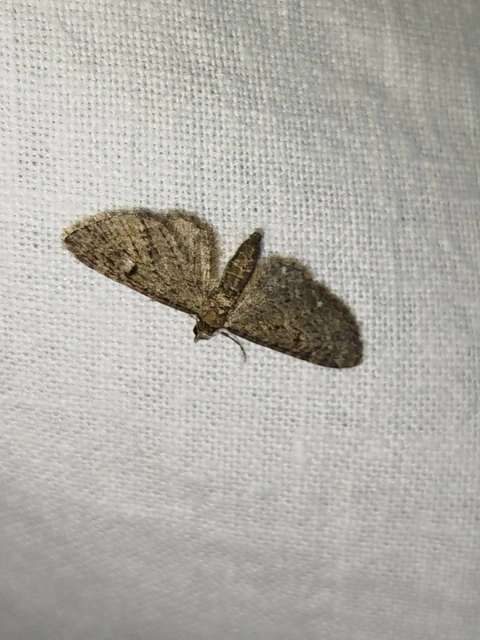 Eupithecia virgaureata - aranyvessző-törpearaszoló