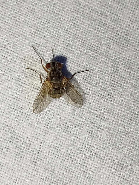 Therobia leonidei