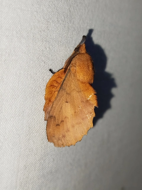 Gastropacha quercifolia - tölgylevélpohók