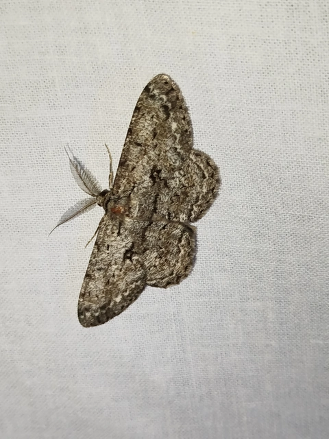 Hypomecis roboraria - nagy tölgyfaaraszoló