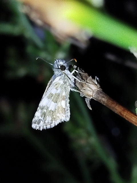 Pyrgus alveus - hegyi busalepke