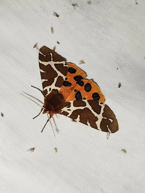 Arctia caja - közönséges medvelepke