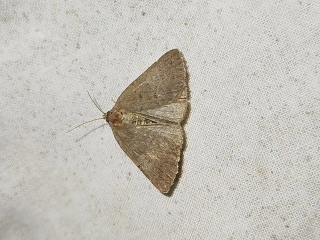 Acosmetia caliginosa - imolabagoly