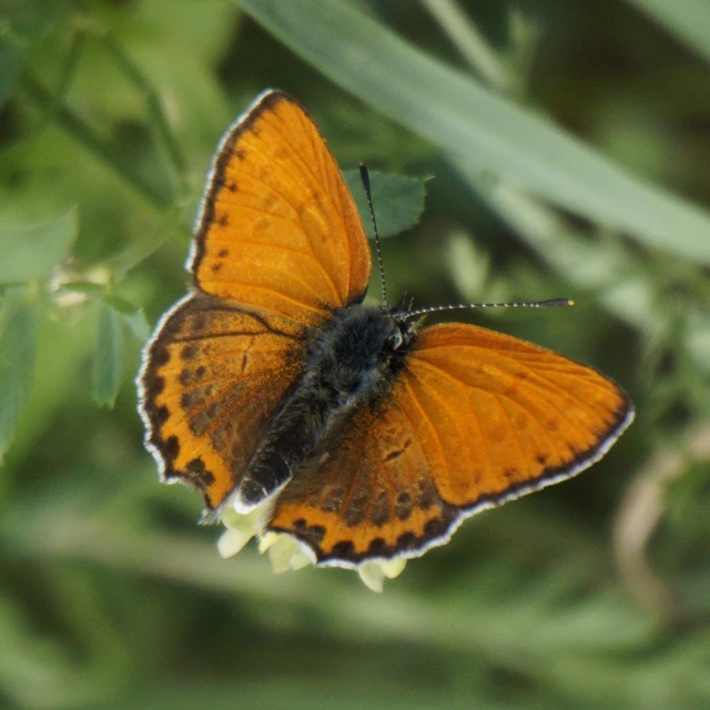 Lycaena thersamon - kis tűzlepke