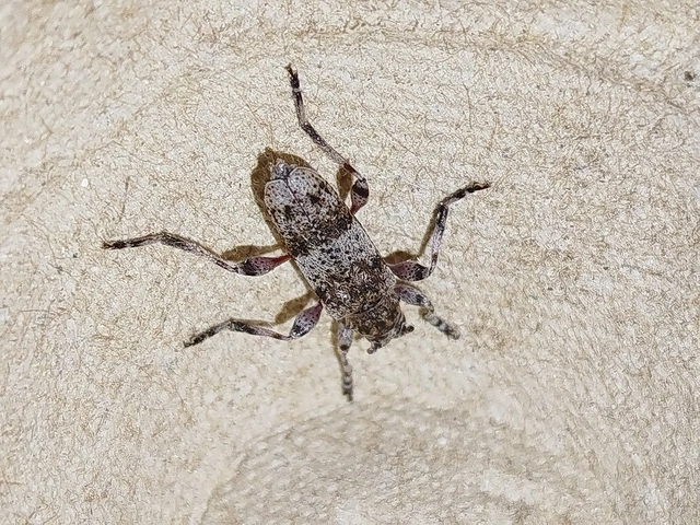 Acanthocinus griseus - szürke daliáscincér