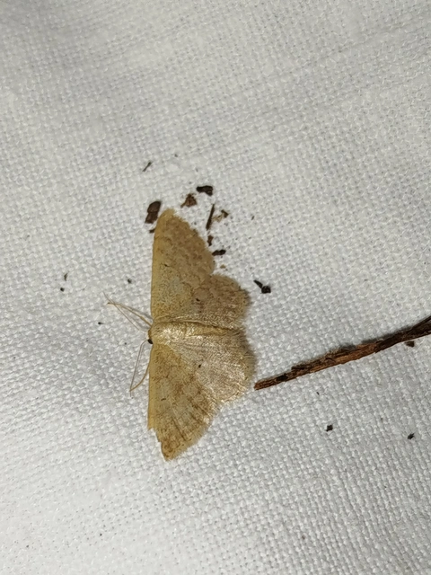 Idaea obsoletaria rufularia - sárgás apróaraszoló