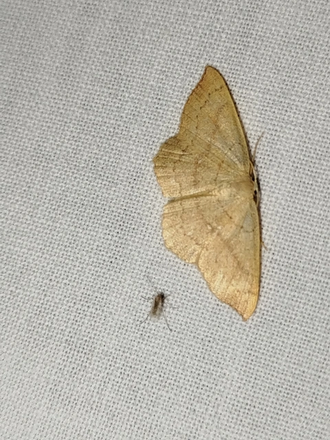Cyclophora linearia - vonalas pettyesaraszoló