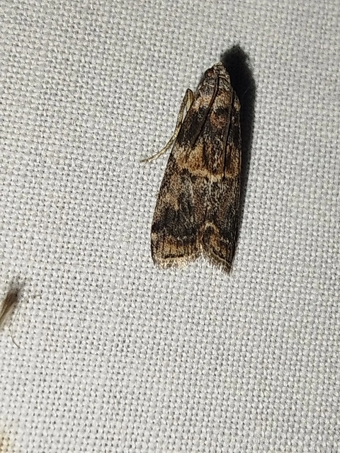 Phycita meliella - görög karcsúmoly