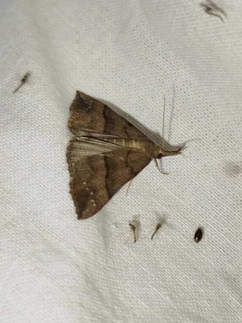 Hypena proboscidalis - ormányos karcsúbagoly
