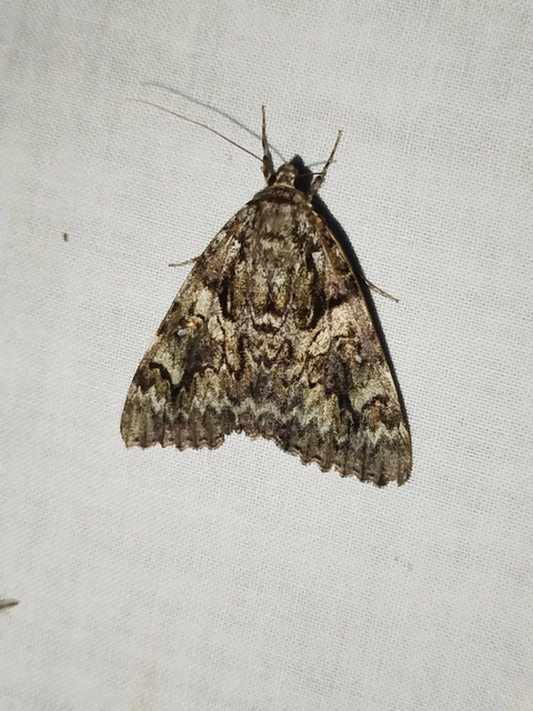 Catocala promissa - kis tölgyfa-övesbagoly