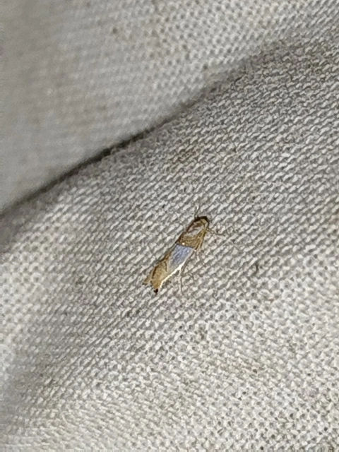 Phyllonorycter roboris - tölgyaknázó sátorosmoly
