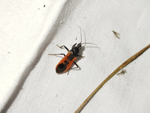 Peirates hybridus - foltos rablópoloska