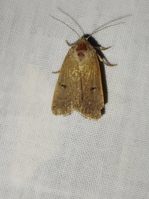 Platyperigea aspersa - homokszínű selymesbagoly